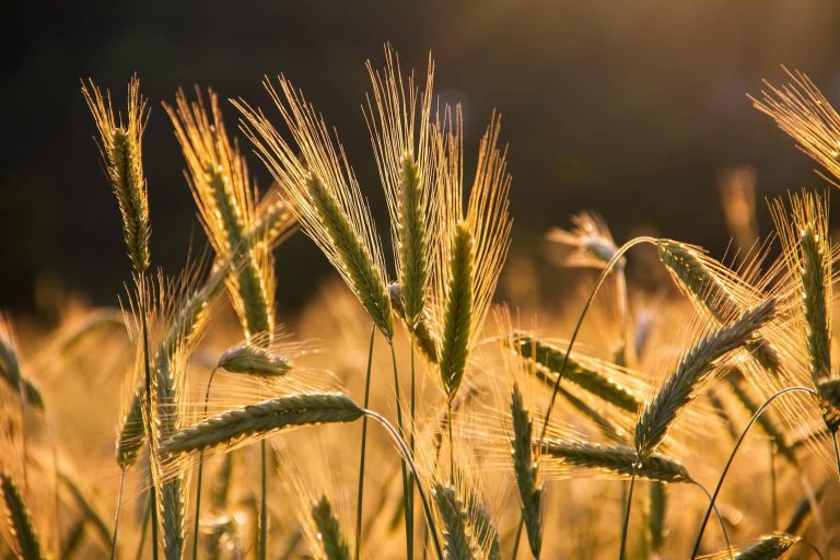 campo di grano made in sicily