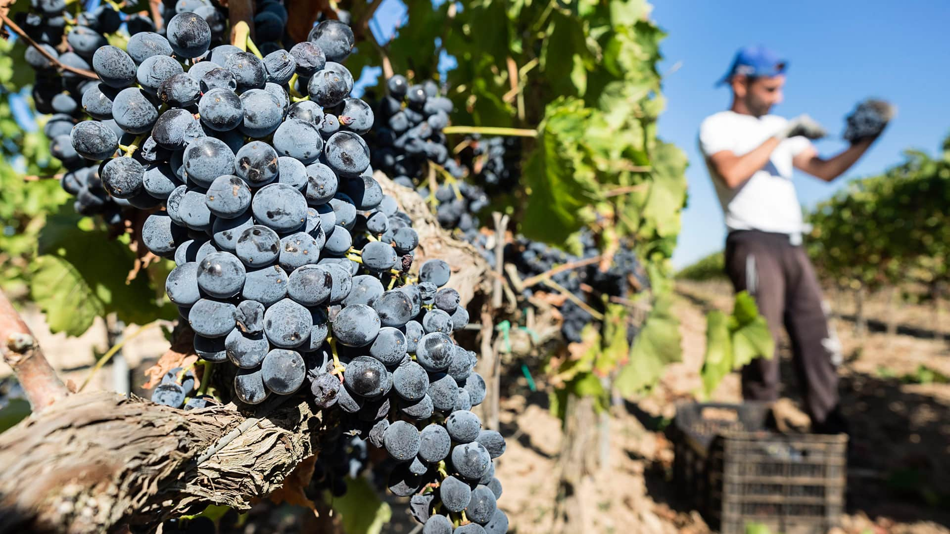 vino made in sicily