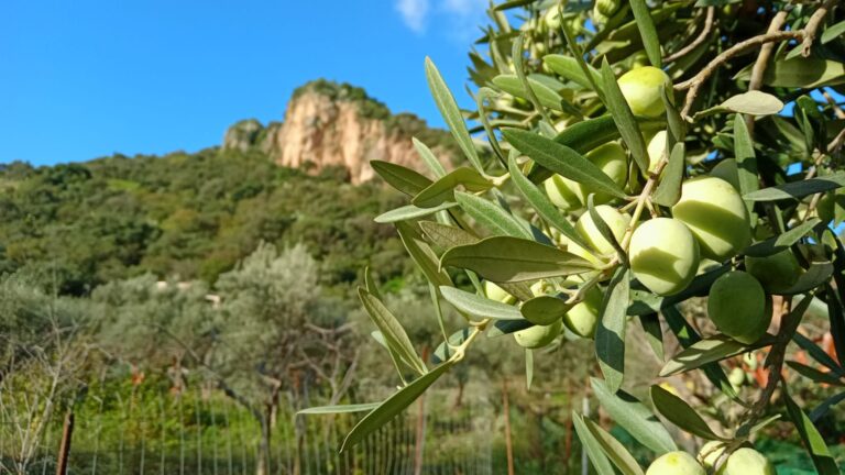 Il Premiato Olio dei fratelli Bonanno