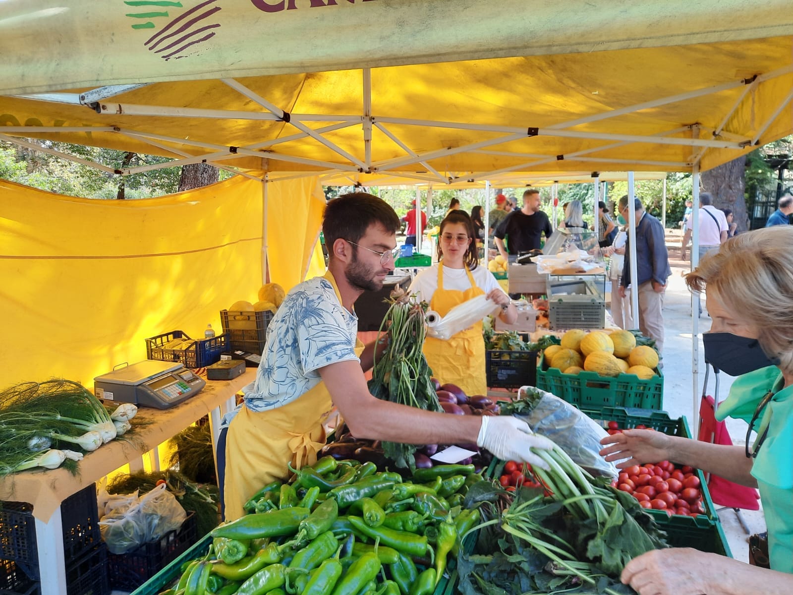 Wild Herbs of the Madonie Mountains: The Heart of Azienda Agricola Dongarrà’s Local Charm