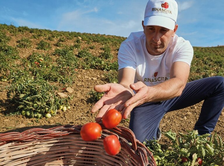 Dal cuore della Sicilia, il pomodoro siccagno della Cooperativa Rinascita